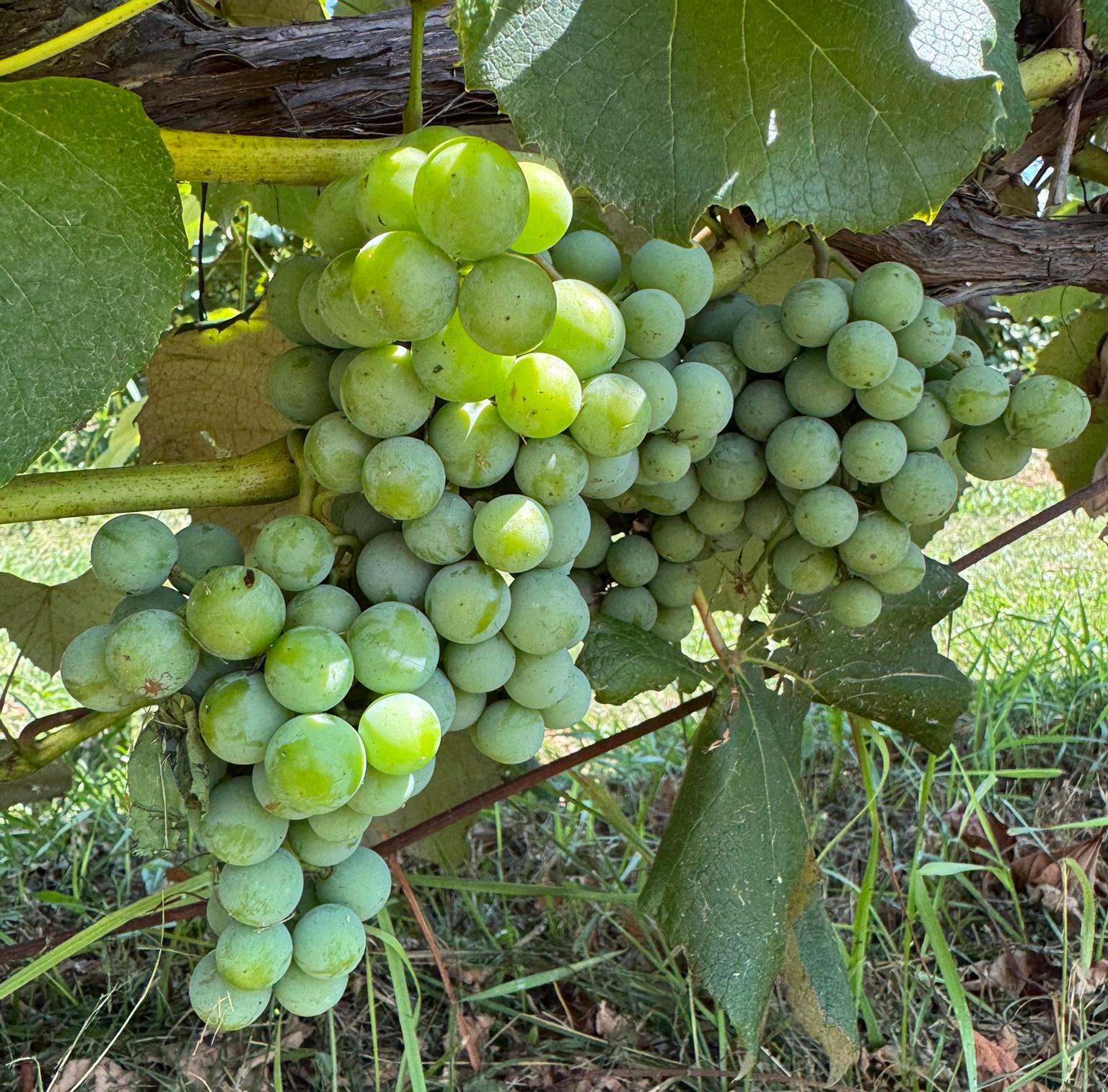 Niagara grapes hanging from a vine.
